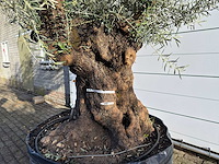 Olijfboom bonsai xl - olea europaea - ca. 100 jaar oud - hoogte ca. 280 cm - afbeelding 7 van  9