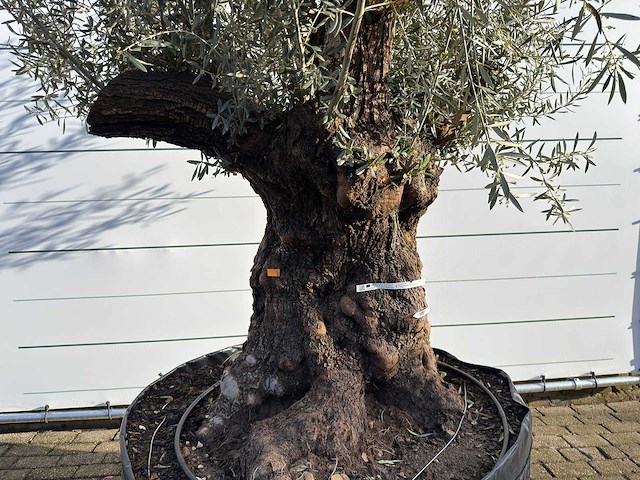 Olijfboom bonsai xl - olea europaea - ca. 100 jaar oud - hoogte ca. 280 cm - afbeelding 8 van  9