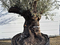 Olijfboom bonsai xl - olea europaea - ca. 100 jaar oud - hoogte ca. 280 cm - afbeelding 8 van  9