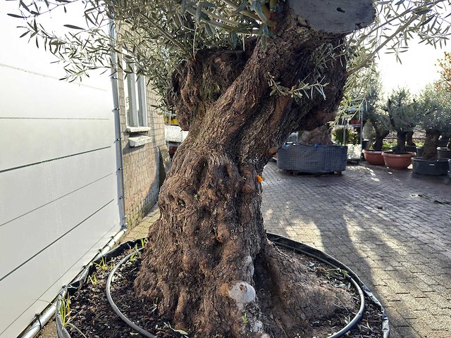 Olijfboom bonsai xl - olea europaea - ca. 100 jaar oud - hoogte ca. 280 cm - afbeelding 9 van  9