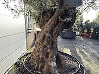 Olijfboom bonsai xl - olea europaea - ca. 100 jaar oud - hoogte ca. 280 cm - afbeelding 9 van  9