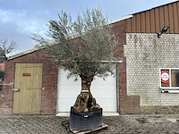 Olijfboom bonsai xl - olea europaea - ca. 100 jaar oud - hoogte ca. 280 cm - afbeelding 1 van  6