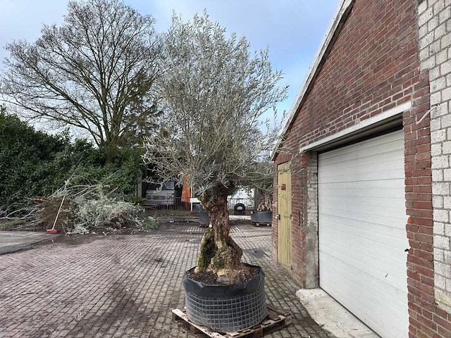 Olijfboom bonsai xl - olea europaea - ca. 100 jaar oud - hoogte ca. 280 cm - afbeelding 2 van  6