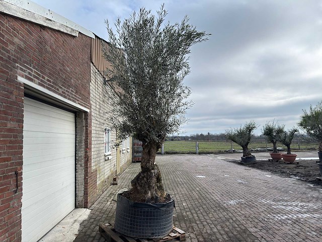 Olijfboom bonsai xl - olea europaea - ca. 100 jaar oud - hoogte ca. 280 cm - afbeelding 3 van  6
