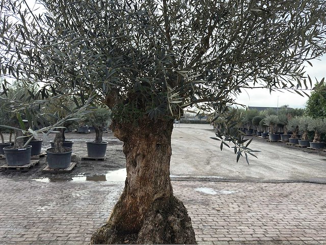 Olijfboom bonsai xl - olea europaea - ca. 100 jaar oud - hoogte ca. 280 cm - afbeelding 4 van  6