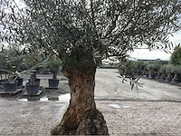 Olijfboom bonsai xl - olea europaea - ca. 100 jaar oud - hoogte ca. 280 cm - afbeelding 4 van  6
