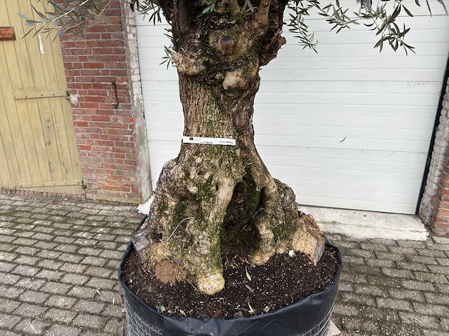 Olijfboom bonsai xl - olea europaea - ca. 100 jaar oud - hoogte ca. 280 cm - afbeelding 5 van  6