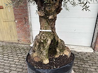 Olijfboom bonsai xl - olea europaea - ca. 100 jaar oud - hoogte ca. 280 cm - afbeelding 5 van  6