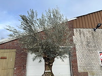 Olijfboom bonsai xl - olea europaea - ca. 100 jaar oud - hoogte ca. 280 cm - afbeelding 6 van  6