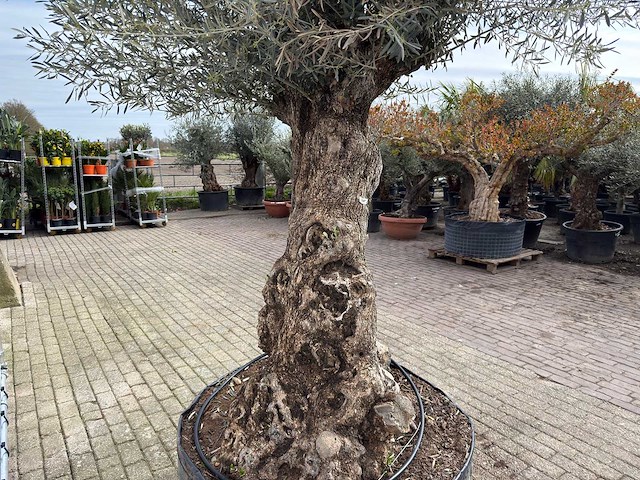 Olijfboom bonsai xl - olea europaea - ca. 100 jaar oud - hoogte ca. 280 cm - afbeelding 10 van  11