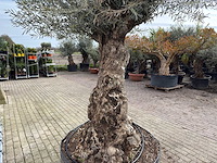 Olijfboom bonsai xl - olea europaea - ca. 100 jaar oud - hoogte ca. 280 cm - afbeelding 10 van  11