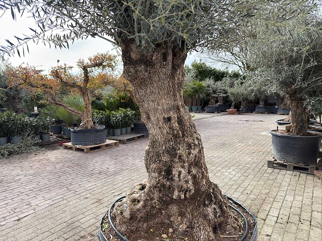 Olijfboom bonsai xl - olea europaea - ca. 100 jaar oud - hoogte ca. 280 cm - afbeelding 11 van  11