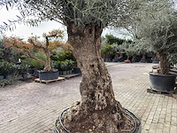 Olijfboom bonsai xl - olea europaea - ca. 100 jaar oud - hoogte ca. 280 cm - afbeelding 11 van  11