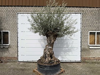 Olijfboom bonsai xl - olea europaea - ca. 100 jaar oud - hoogte ca. 280 cm