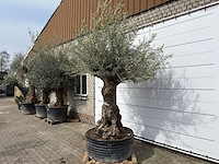 Olijfboom bonsai xl - olea europaea - ca. 100 jaar oud - hoogte ca. 280 cm - afbeelding 2 van  11
