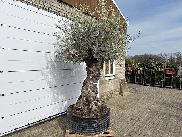 Olijfboom bonsai xl - olea europaea - ca. 100 jaar oud - hoogte ca. 280 cm - afbeelding 3 van  11