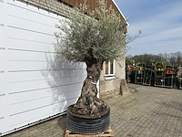 Olijfboom bonsai xl - olea europaea - ca. 100 jaar oud - hoogte ca. 280 cm - afbeelding 3 van  11