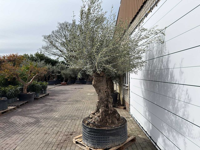 Olijfboom bonsai xl - olea europaea - ca. 100 jaar oud - hoogte ca. 280 cm - afbeelding 4 van  11