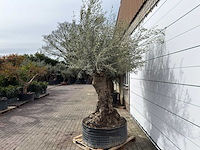 Olijfboom bonsai xl - olea europaea - ca. 100 jaar oud - hoogte ca. 280 cm - afbeelding 4 van  11