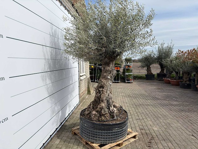 Olijfboom bonsai xl - olea europaea - ca. 100 jaar oud - hoogte ca. 280 cm - afbeelding 5 van  11