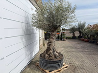 Olijfboom bonsai xl - olea europaea - ca. 100 jaar oud - hoogte ca. 280 cm - afbeelding 5 van  11