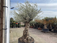 Olijfboom bonsai xl - olea europaea - ca. 100 jaar oud - hoogte ca. 280 cm - afbeelding 6 van  11