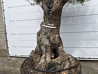 Olijfboom bonsai xl - olea europaea - ca. 100 jaar oud - hoogte ca. 280 cm - afbeelding 7 van  11