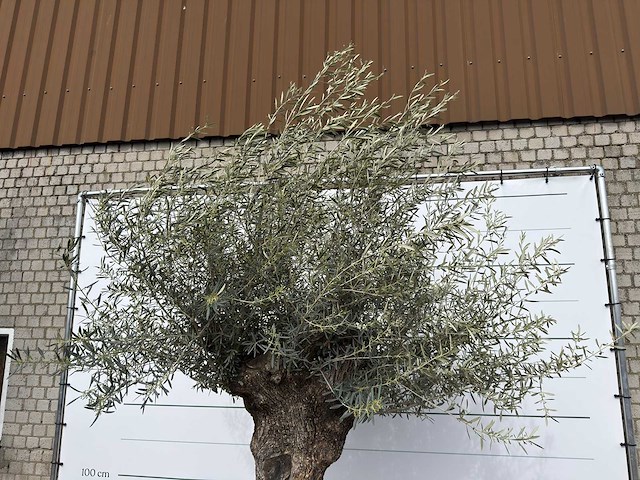 Olijfboom bonsai xl - olea europaea - ca. 100 jaar oud - hoogte ca. 280 cm - afbeelding 8 van  11
