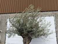 Olijfboom bonsai xl - olea europaea - ca. 100 jaar oud - hoogte ca. 280 cm - afbeelding 8 van  11