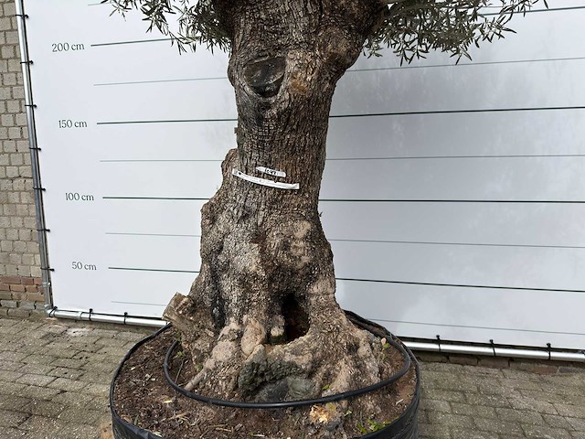 Olijfboom bonsai xl - olea europaea - ca. 100 jaar oud - hoogte ca. 280 cm - afbeelding 9 van  11