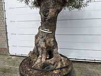 Olijfboom bonsai xl - olea europaea - ca. 100 jaar oud - hoogte ca. 280 cm - afbeelding 9 van  11