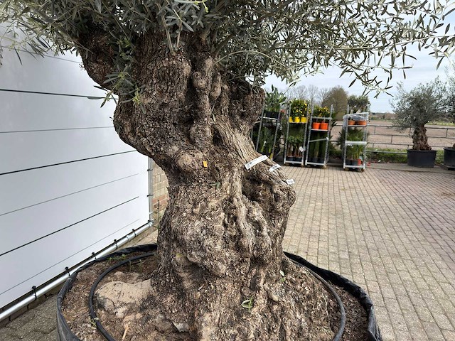 Olijfboom bonsai xl - olea europaea - ca. 100 jaar oud - hoogte ca. 280 cm - afbeelding 10 van  13