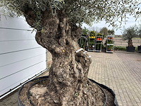 Olijfboom bonsai xl - olea europaea - ca. 100 jaar oud - hoogte ca. 280 cm - afbeelding 10 van  13