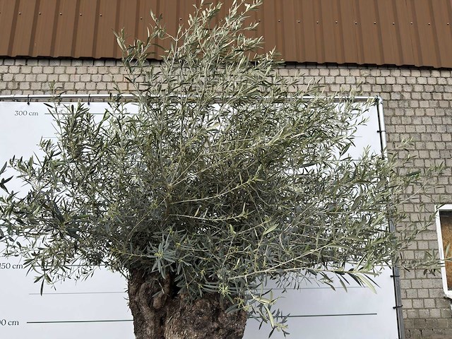 Olijfboom bonsai xl - olea europaea - ca. 100 jaar oud - hoogte ca. 280 cm - afbeelding 11 van  13