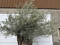 Olijfboom bonsai xl - olea europaea - ca. 100 jaar oud - hoogte ca. 280 cm - afbeelding 11 van  13