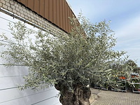 Olijfboom bonsai xl - olea europaea - ca. 100 jaar oud - hoogte ca. 280 cm - afbeelding 12 van  13