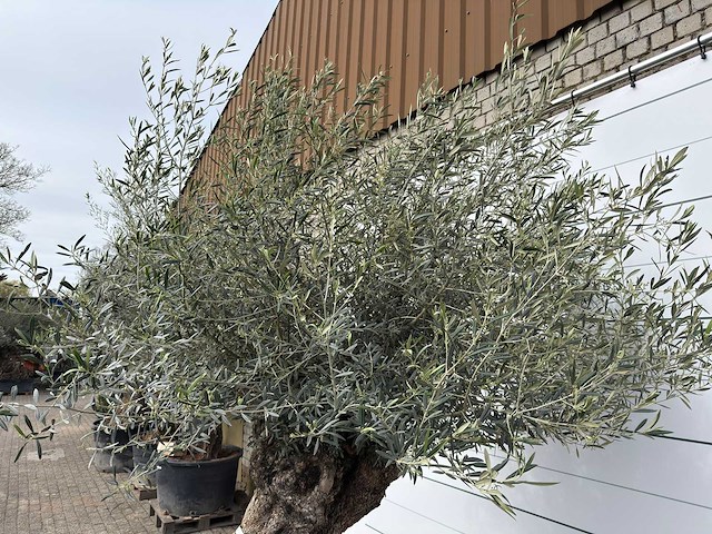 Olijfboom bonsai xl - olea europaea - ca. 100 jaar oud - hoogte ca. 280 cm - afbeelding 13 van  13
