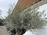 Olijfboom bonsai xl - olea europaea - ca. 100 jaar oud - hoogte ca. 280 cm - afbeelding 13 van  13