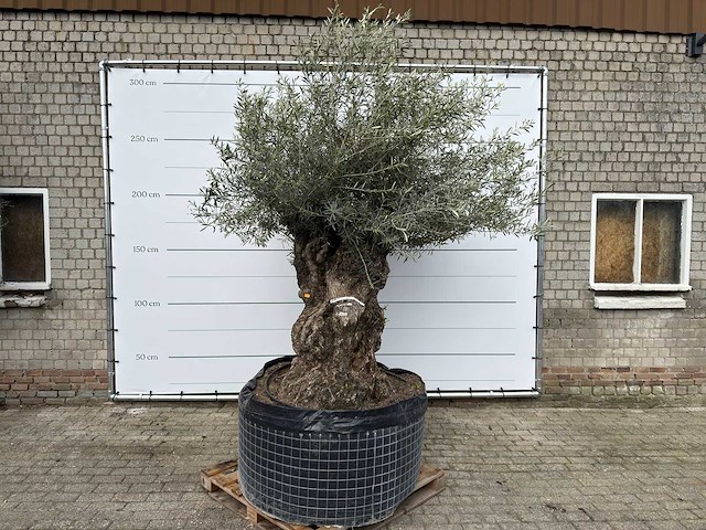Olijfboom bonsai xl - olea europaea - ca. 100 jaar oud - hoogte ca. 280 cm - afbeelding 1 van  13