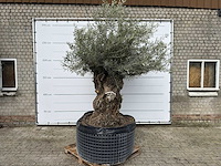 Olijfboom bonsai xl - olea europaea - ca. 100 jaar oud - hoogte ca. 280 cm - afbeelding 2 van  13