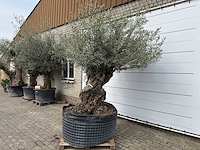 Olijfboom bonsai xl - olea europaea - ca. 100 jaar oud - hoogte ca. 280 cm - afbeelding 3 van  13