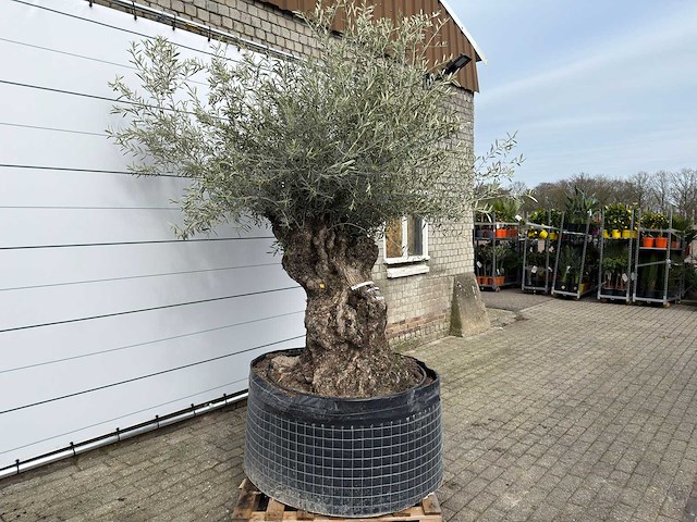 Olijfboom bonsai xl - olea europaea - ca. 100 jaar oud - hoogte ca. 280 cm - afbeelding 4 van  13