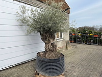 Olijfboom bonsai xl - olea europaea - ca. 100 jaar oud - hoogte ca. 280 cm - afbeelding 4 van  13