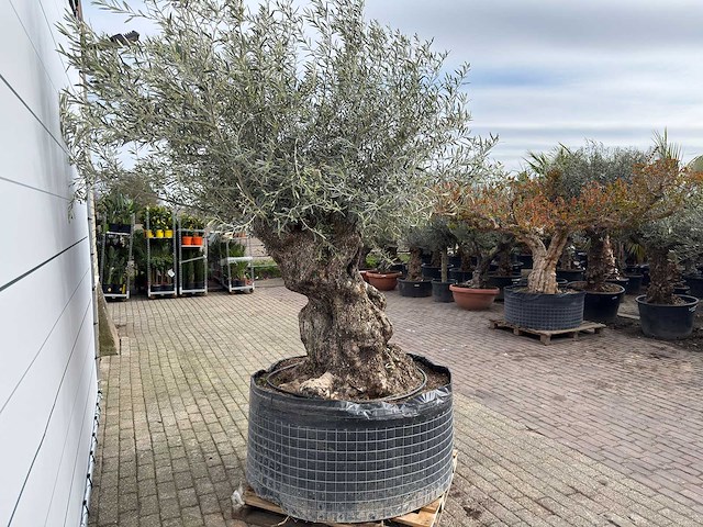 Olijfboom bonsai xl - olea europaea - ca. 100 jaar oud - hoogte ca. 280 cm - afbeelding 5 van  13