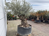 Olijfboom bonsai xl - olea europaea - ca. 100 jaar oud - hoogte ca. 280 cm - afbeelding 5 van  13