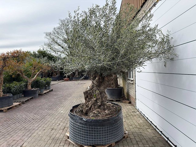 Olijfboom bonsai xl - olea europaea - ca. 100 jaar oud - hoogte ca. 280 cm - afbeelding 6 van  13