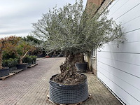 Olijfboom bonsai xl - olea europaea - ca. 100 jaar oud - hoogte ca. 280 cm - afbeelding 6 van  13