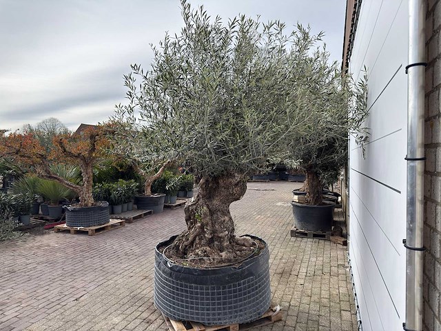 Olijfboom bonsai xl - olea europaea - ca. 100 jaar oud - hoogte ca. 280 cm - afbeelding 7 van  13