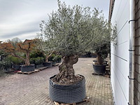 Olijfboom bonsai xl - olea europaea - ca. 100 jaar oud - hoogte ca. 280 cm - afbeelding 7 van  13