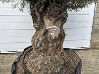 Olijfboom bonsai xl - olea europaea - ca. 100 jaar oud - hoogte ca. 280 cm - afbeelding 8 van  13